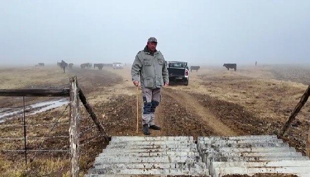 Boer by ’n Rietkuil beton-beeswagter in die mis, met beeste en ’n bakkie
